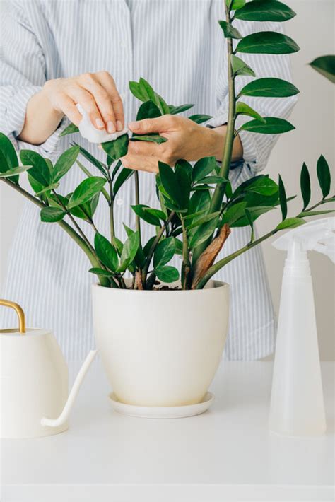 泥種植物|風水植物｜不只富貴竹！7款招財/招桃花植物推介+不可不知風水 